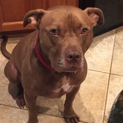 Eladkroy51's profile picture. 