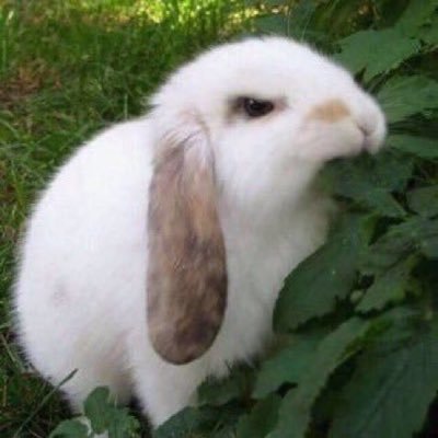morph_Iive's profile picture. in love. smitten. enamoured. infatuated.