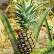 Welcome to the profile of pineapples, where we post about our fave fruit. Enjoy!