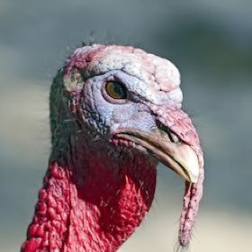 GbTurkey's profile picture. Am turkey. Taylor Tess is on my attack list.