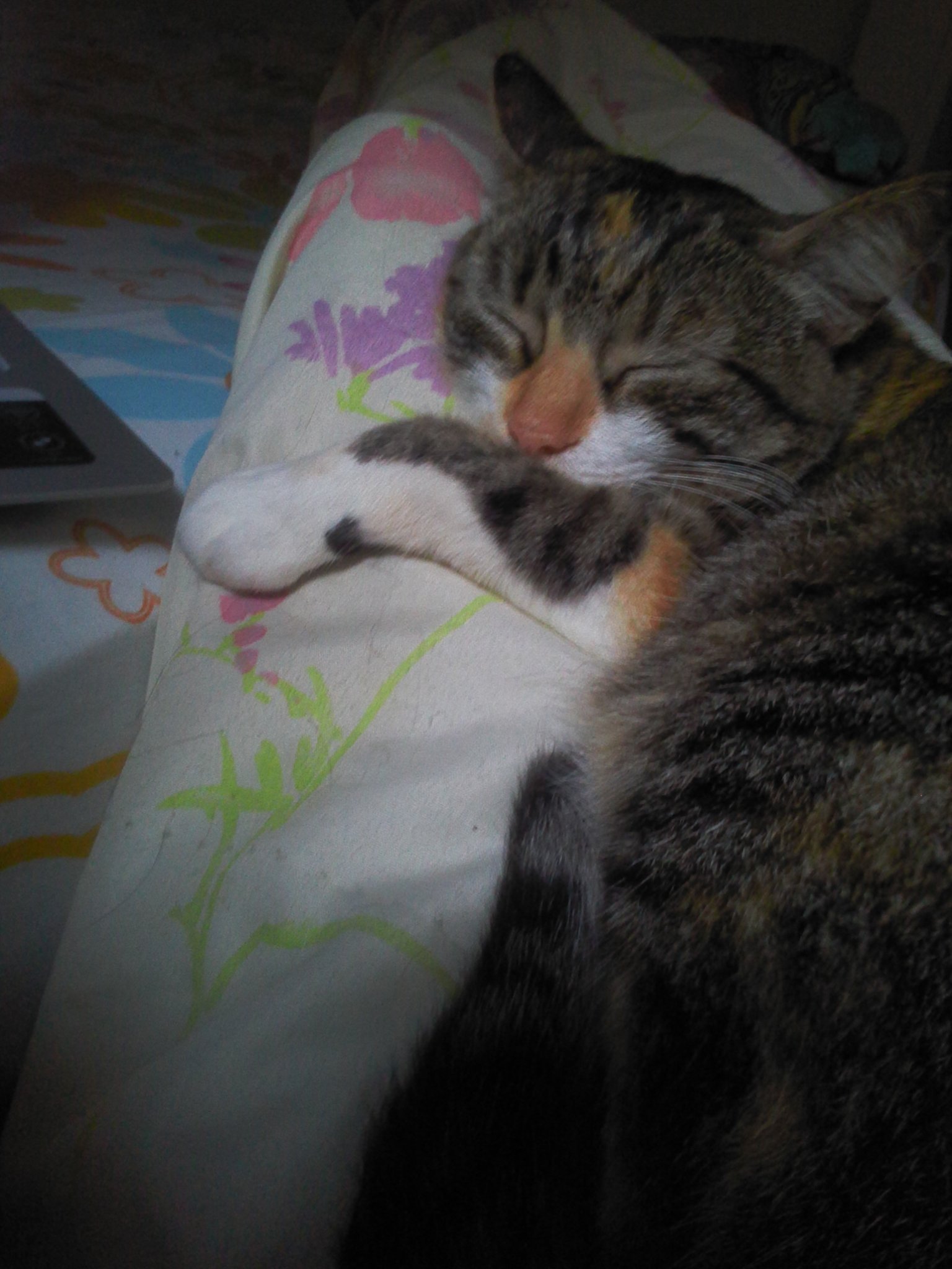 dos_rodrigos's profile picture. 