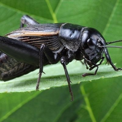 Me and my crickets roll deep into TX State, we spreadin love and happiness, but we got the smoke for whoever wants it! p.s. I make yo bitch chirp 😈