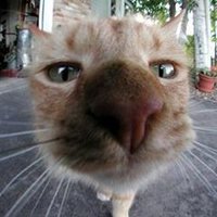 Schrödinger's cat(@RatEatingHater) 's Twitter Profileg