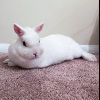 Magic the Bunny(@MagicZeBunny) 's Twitter Profile Photo