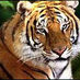 Bhargav (@vyas77) Twitter profile photo Bhargav (@vyas77) Twitter profile photo
