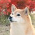 ジーコ 📷 (@xzy_2000_photo) Twitter profile photo ジーコ 📷 (@xzy_2000_photo) Twitter profile photo