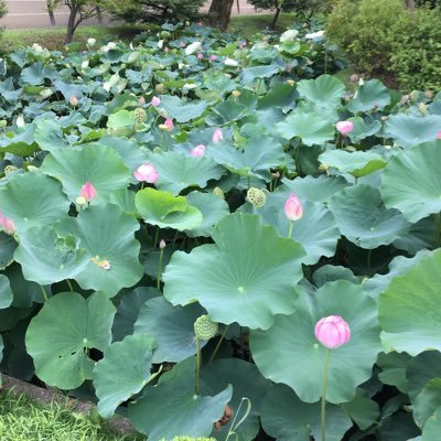 不当解雇により東京地裁で訴訟中の中年女性。非のない正社員が予告なく会社から突然ロックアウトされ精神的ショックを受けた。会社からは強制的に職場から排除された後日に退職勧奨の呼び出しに何度も呼ばれパワハラ面談が重なり約1年、合意しないので解雇となった。 この社会が安心して働けるように、そして自分の尊厳を守る為に闘います。