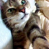 りく (@i5n19nt6ri8as) 's Twitter Profile Photo