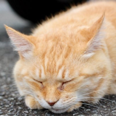 yutor1sedai's profile picture. ゆとり世代