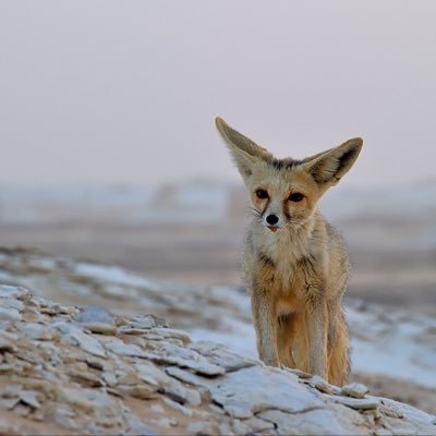 Desert Fox