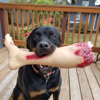 Cathy (@nativebeaver1) 's Twitter Profile