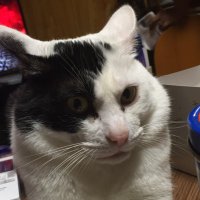 チョエル (@lc5ne7et2peueh0) 's Twitter Profile