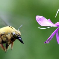 Insect Community Ecology Group (@groupinsect) 's Twitter Profile