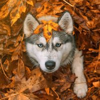 Ienisei🐺 (@ienisei1) 's Twitter Profile