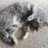 Bellarella_ella's profile image