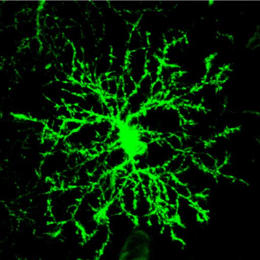 neuron-glial interactions, oligodendrocyte lineage, myelin, multi-photon microscopy @CUMedicalSchool