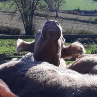 Anne Nugent (@annepnugent) 's Twitter Profile