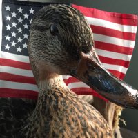 Duckard Smackington(@flyquackattack) 's Twitter Profileg