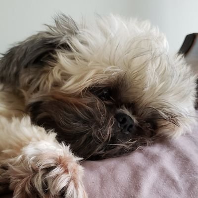 Just an amazing and adorable Shih Tzu that sports bets, wins big, and wants world domination... typical Shih Tzu stuff.