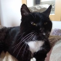 Steve (@mackemsteeve) 's Twitter Profile