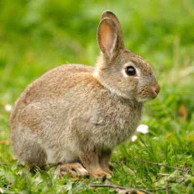 Fun loving rabbit that loves uwgb. Plenty of grass to nibble on.