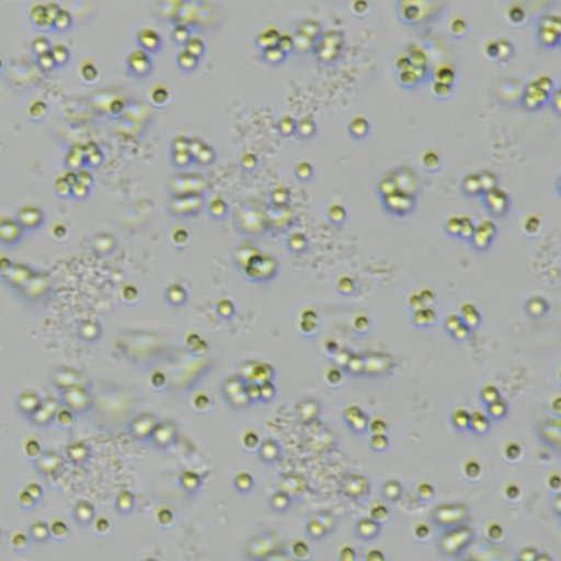 MAML_NCSU Profile