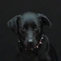 Underdog(@Underdog_Rocks) 's Twitter Profile Photo