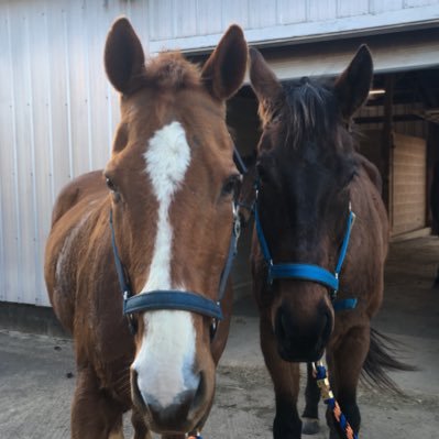 An organization dedicated to the education about and love of horses. 💙🧡💙🧡🐴🧡💙🧡💙