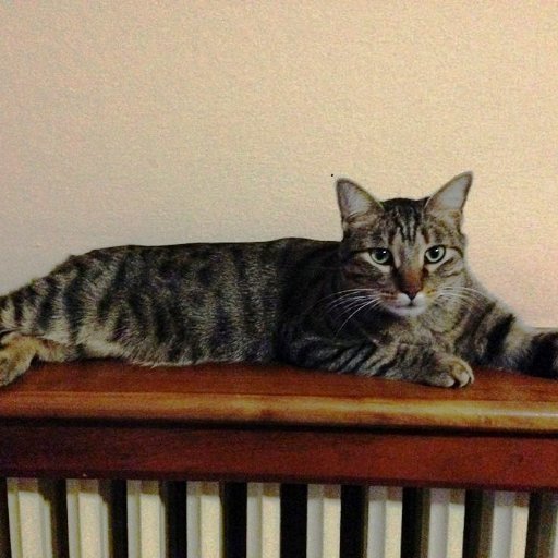 tatianabirra's profile picture. 