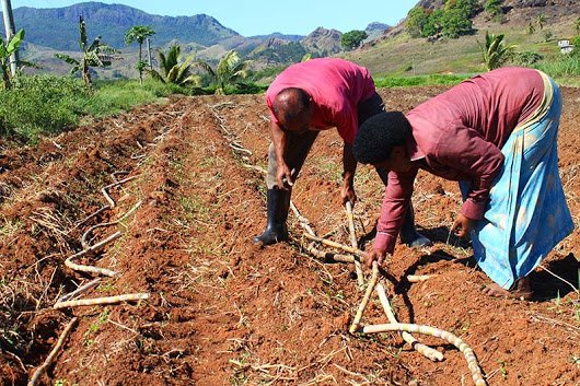 Ministry of Sugar Industry was established in 2011 to spearhead the reforms and revive the Sugar Industry.