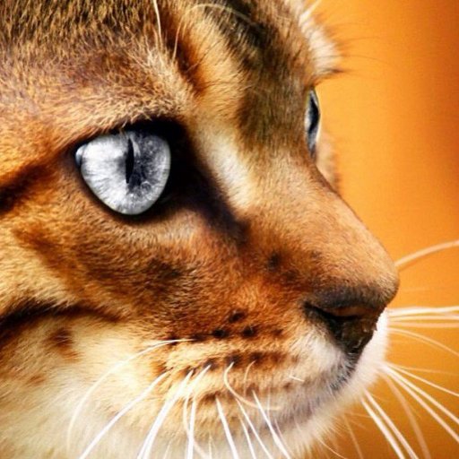 Nikvan13's profile picture. Мой канал https://t.co/bTtwTFyh2C
 Моя группа в vk                     https://t.co/lNA7zrBh6q   фоловинг#follow#followback #Follow4#взаимнаяподписка