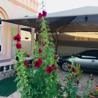 YAHYA نبات (@yahya131113) 's Twitter Profile