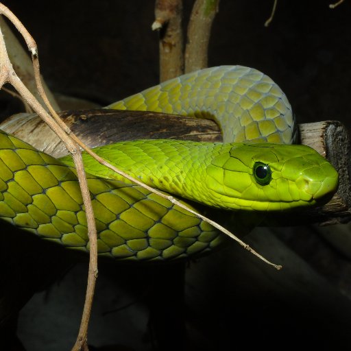 Snakebite Initiative Uganda Project Profile