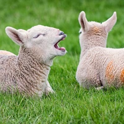 CompassionMid's profile picture. Compassion in World Farming's supporter group for the Mid Sussex area.
Helping @ciwf end factory farming. #TeamCompassion #EndTheCageAge