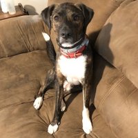 JD (@dibjon) 's Twitter Profile