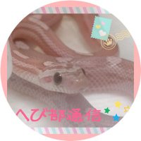 へび部通信(@snakeclubreport) 's Twitter Profile Photo