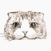 ナカオジマ (@nakaojimaneko) Twitter profile photo