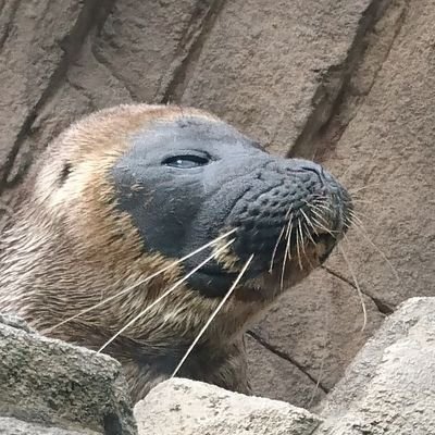 ハレレさんのプロフィール画像