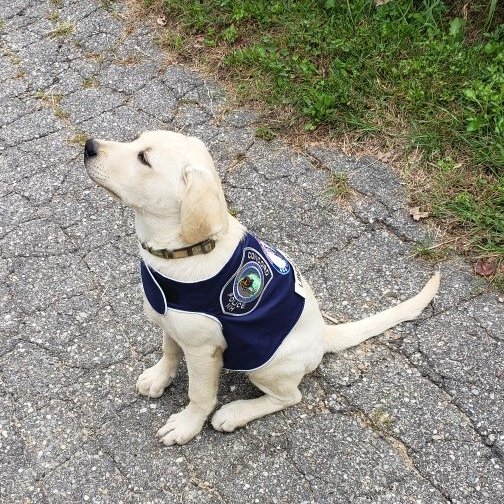 LibertyConcord's profile picture. Hi, I am Liberty, New Hampshire's first police comfort dog. I am Concord, NH Police Department's newest recruit.