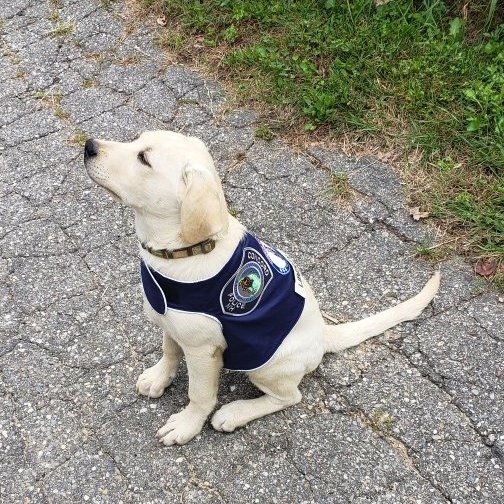 Hi, I am Liberty, New Hampshire's first police comfort dog. I am Concord, NH Police Department's newest recruit.