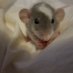 Mr. Schmeckles (@mrschmeckles) Twitter profile photo Mr. Schmeckles (@mrschmeckles) Twitter profile photo
