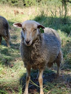 Farmer, sheep herder, grandmother