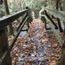 Goodrich-Loomis Outdoor Education Centre (@loomiscentre) Twitter profile photo