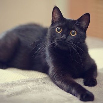 wildbluegrass's profile picture. 