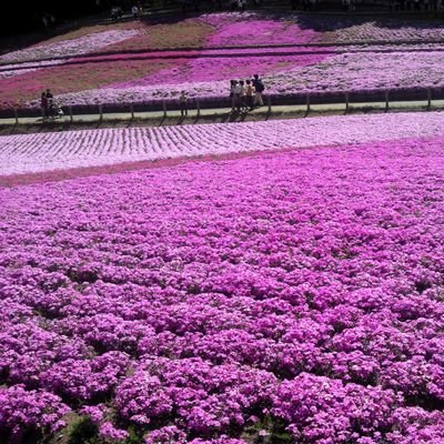 saki17691799's profile picture. 中学２年生のサッカー小僧がいる50代レジのおばちゃんです。
2017年３月に先天性心疾患の娘を亡くしました。
愛する人と死別された方、子育て中の方、同年代の方、病気と闘うお子さんとそのご家族の方と繫がりたいです。
無言フォロー失礼します。
たまに鍵かけます。
 #死別　#子供を亡くした親　#サッカー小僧