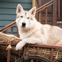 Outlander Rollo (@outlanderrollo) 's Twitter Profile