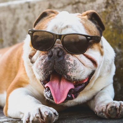 HumCin's profile picture. 