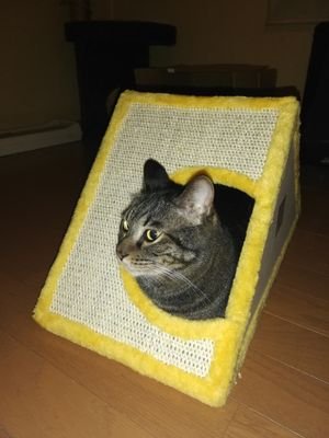 Bond66904948's profile picture. 色々な情報or画像お待ちしてます😉
or😾😿😹🙀😼😽😸😺大好きぃ💞🐈