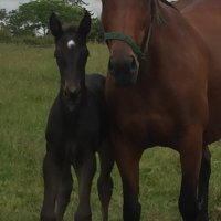 Tony Herlihy Strike Won Racing Stables (@herlihywon) 's Twitter Profile