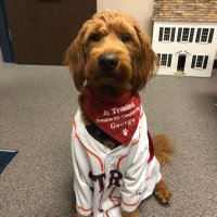 George the Comfort Dog (@george_whe) 's Twitter Profile